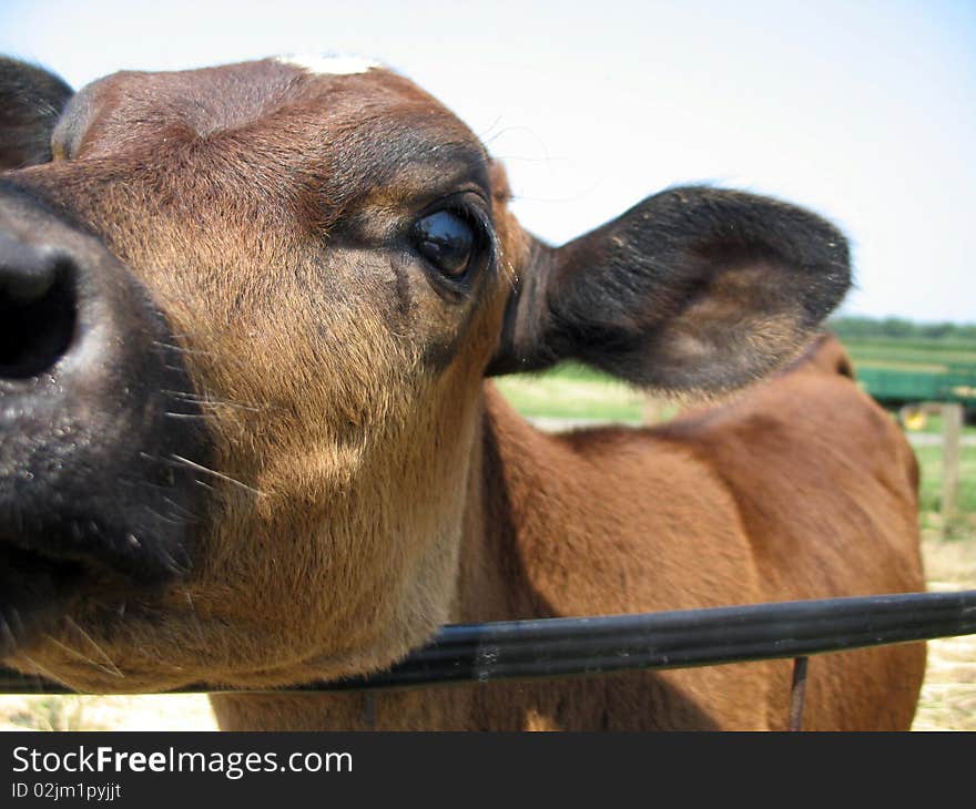 Up close with cow on a farm