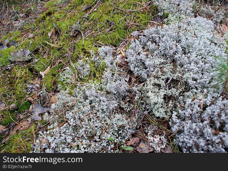 Summer carpet in the secluded wood