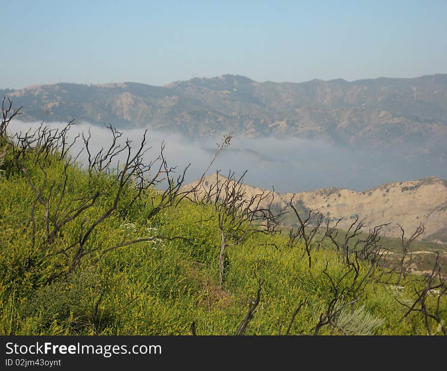 Santa Clarita Valley experiences yearly fires and the plant life always recovers. Santa Clarita Valley experiences yearly fires and the plant life always recovers.