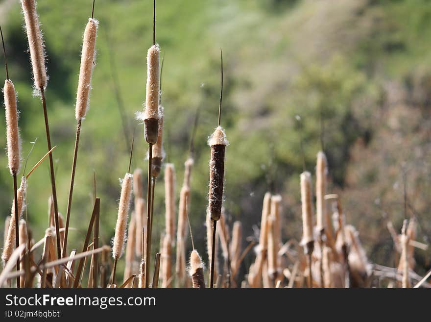 Caittails seeding in the Spring in California. Caittails seeding in the Spring in California