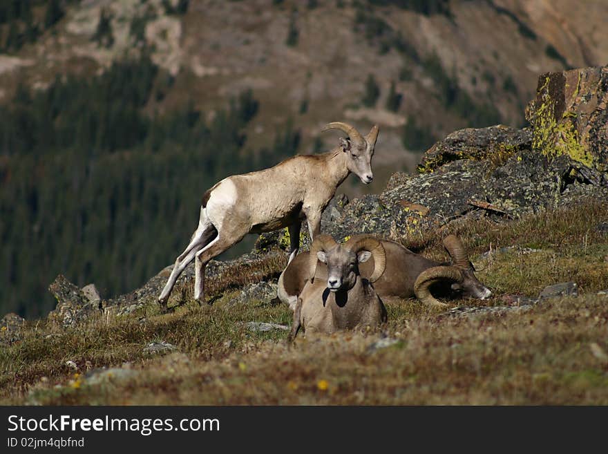 3 Bighorn Sheep males resting in Rocky Mountain National Park. 3 Bighorn Sheep males resting in Rocky Mountain National Park