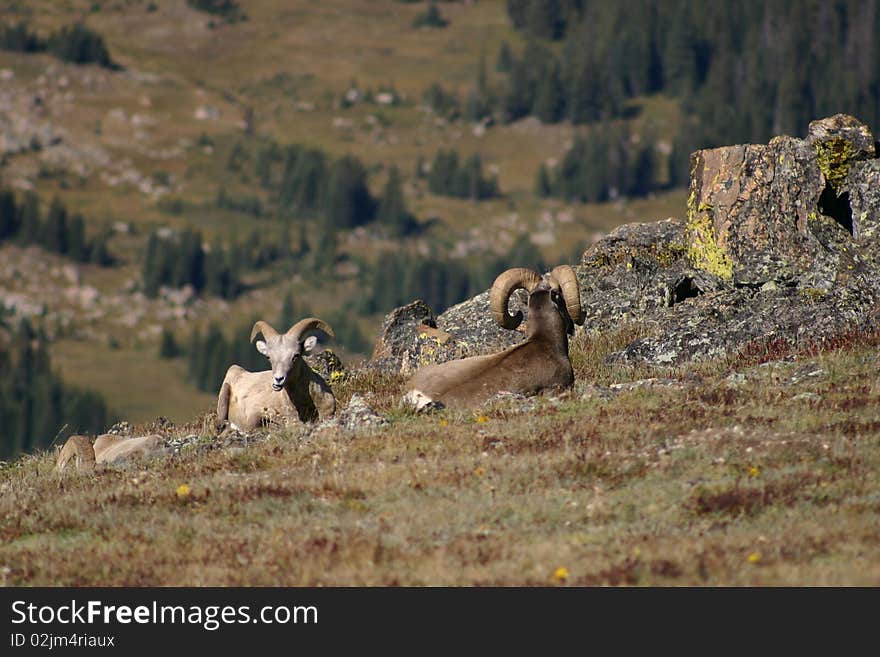 2 sleeping Bighorn Sheep in Rocky Mountain National Park. 2 sleeping Bighorn Sheep in Rocky Mountain National Park