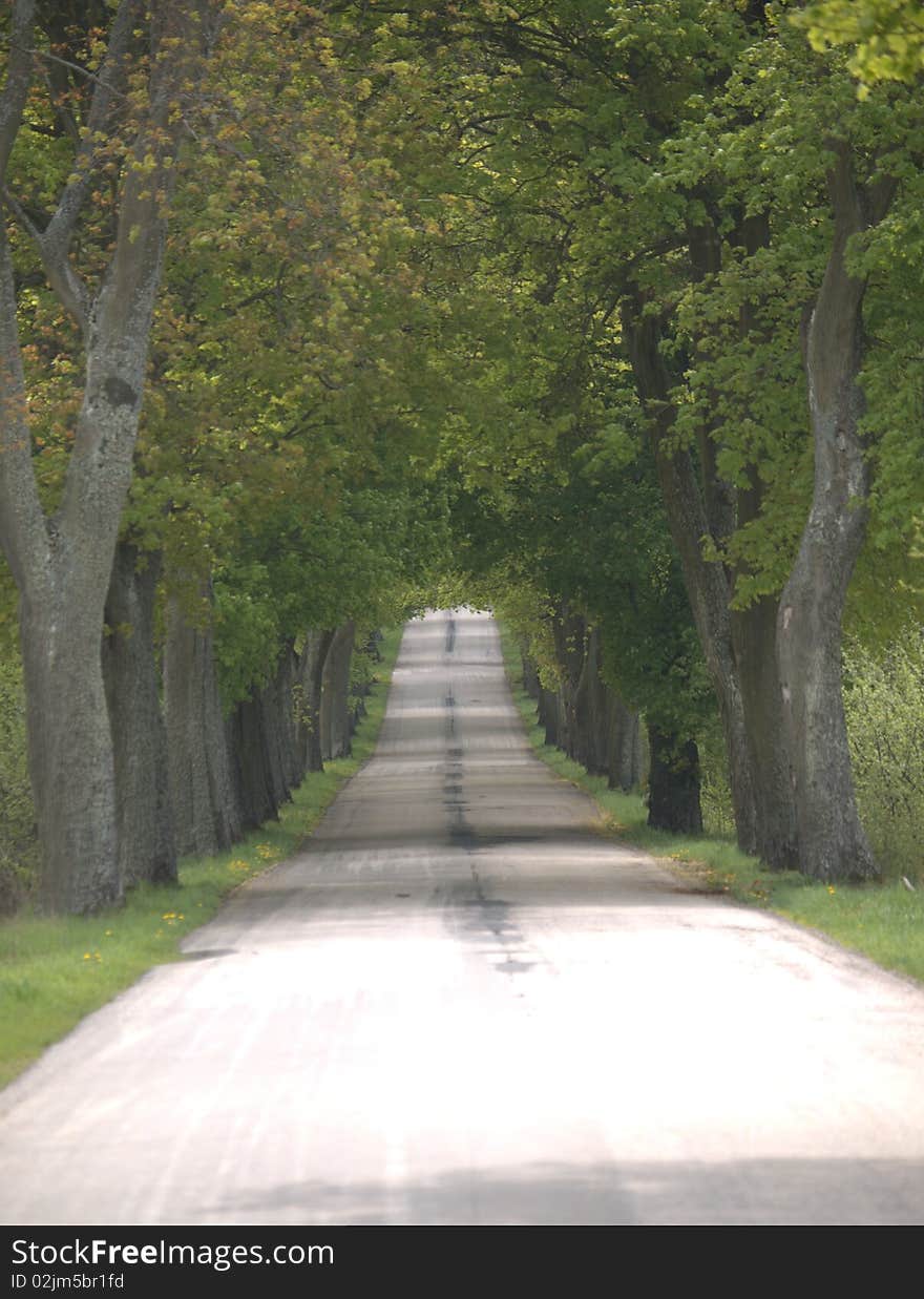 Country road with trees in Poland