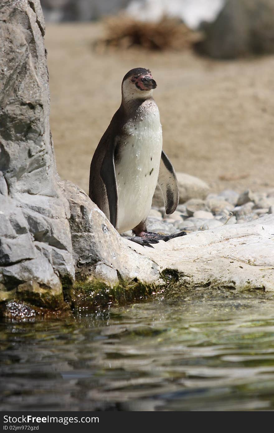 Photo of young African Penguin