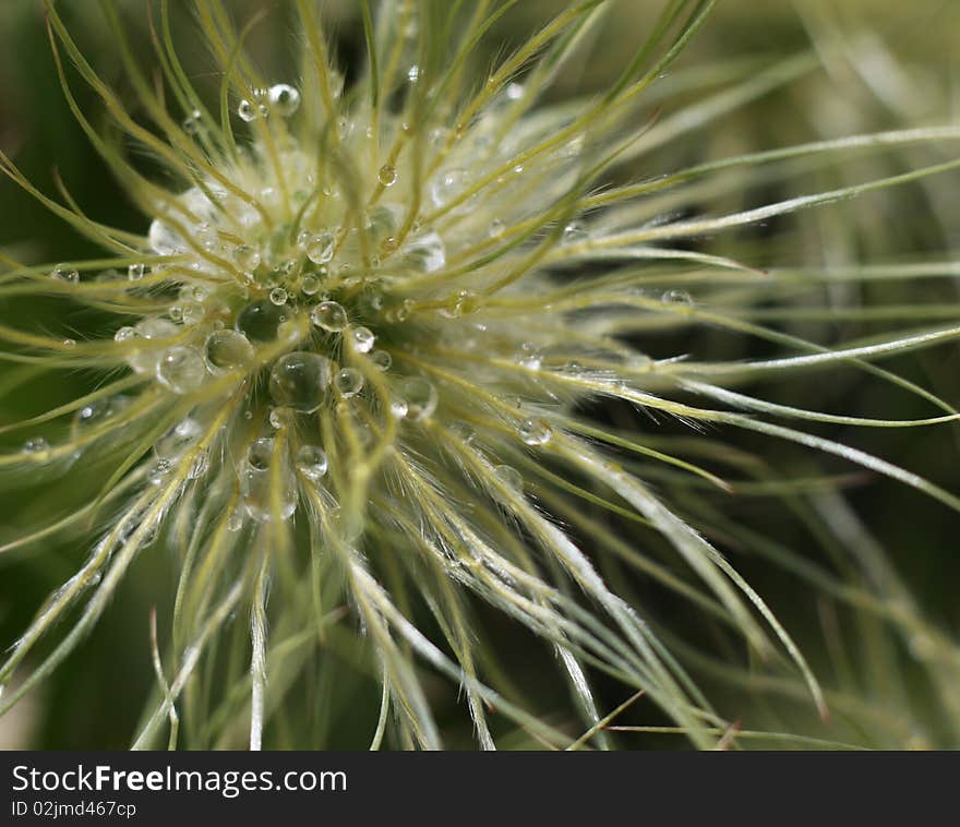 Detail photo of the Flower with drops of water. Detail photo of the Flower with drops of water.