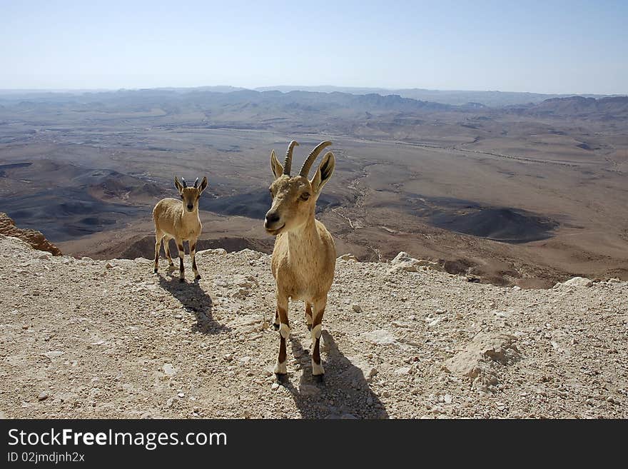 The couple of fearless goats in Negev Desert, Israel. The couple of fearless goats in Negev Desert, Israel.