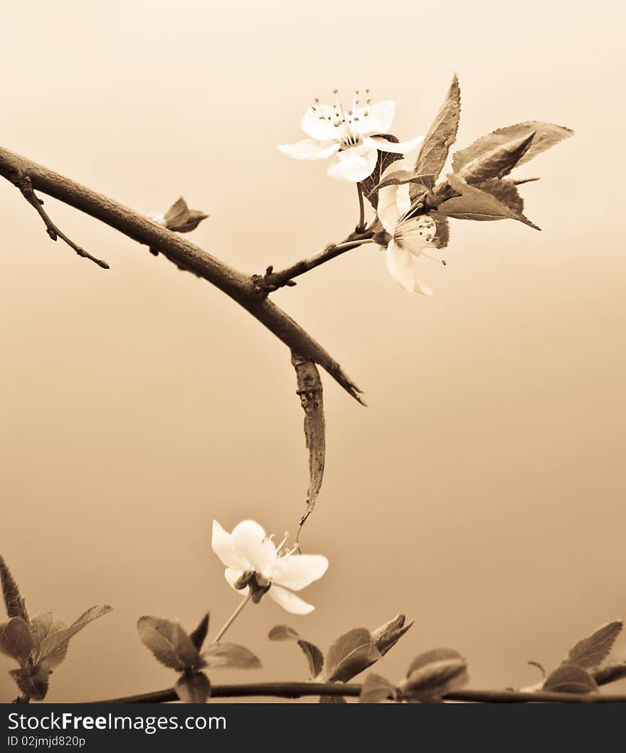 Flowering Cherry. Bronze toning photos. Flowering Cherry. Bronze toning photos.