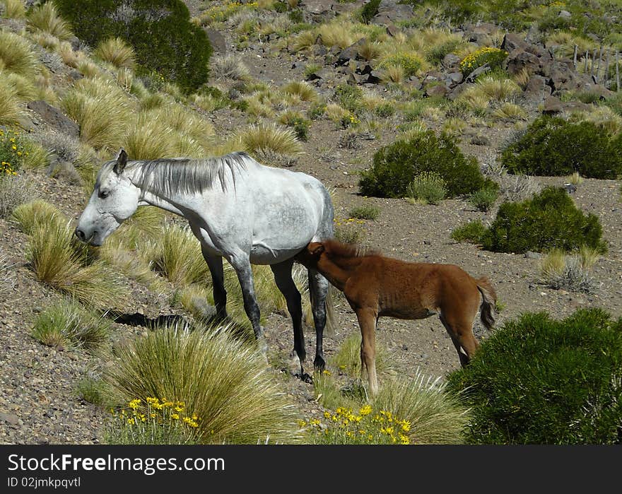 Mare and foal in Nothern Patagonia. Mare and foal in Nothern Patagonia