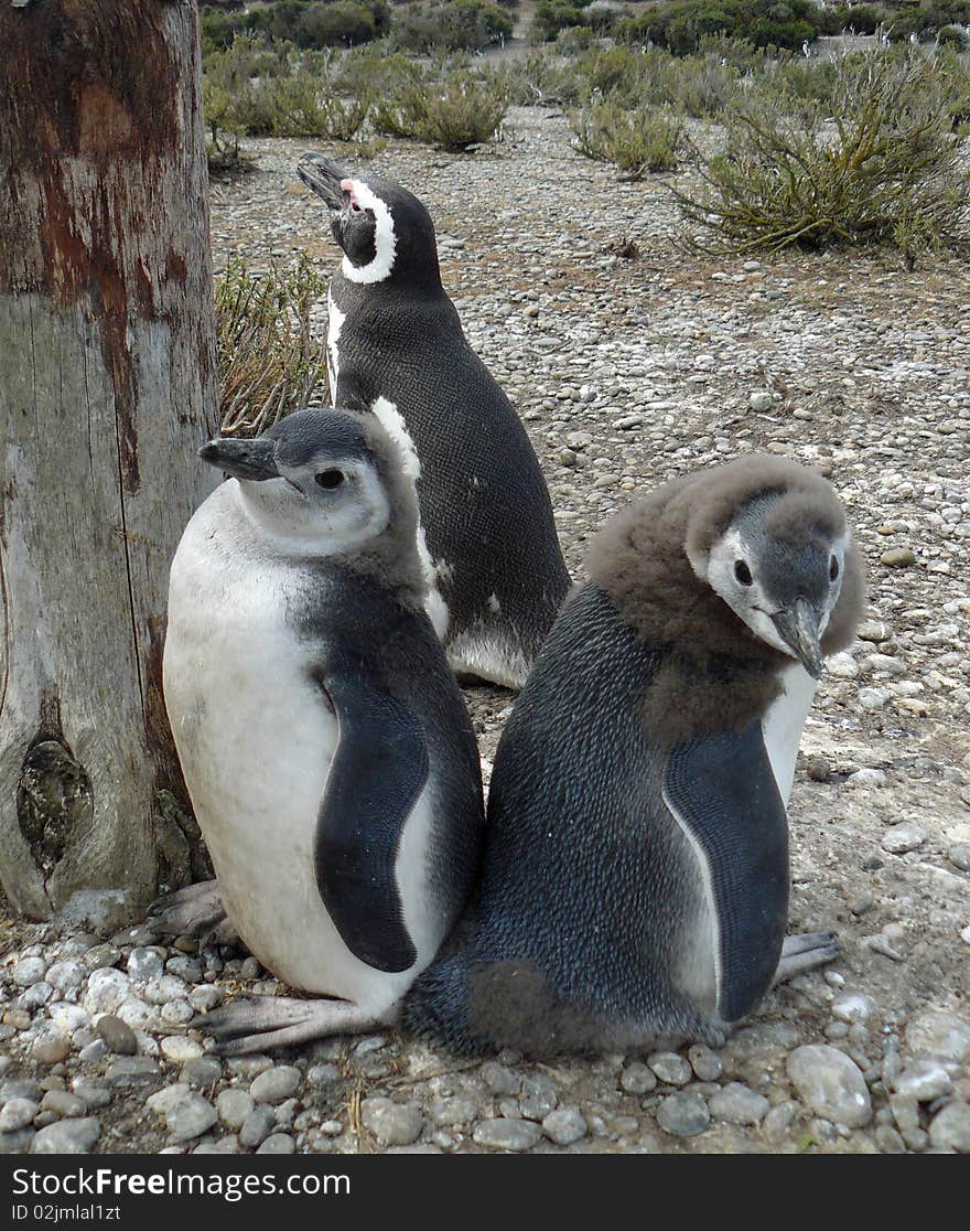 Penguin Colony In Rio Gallegos