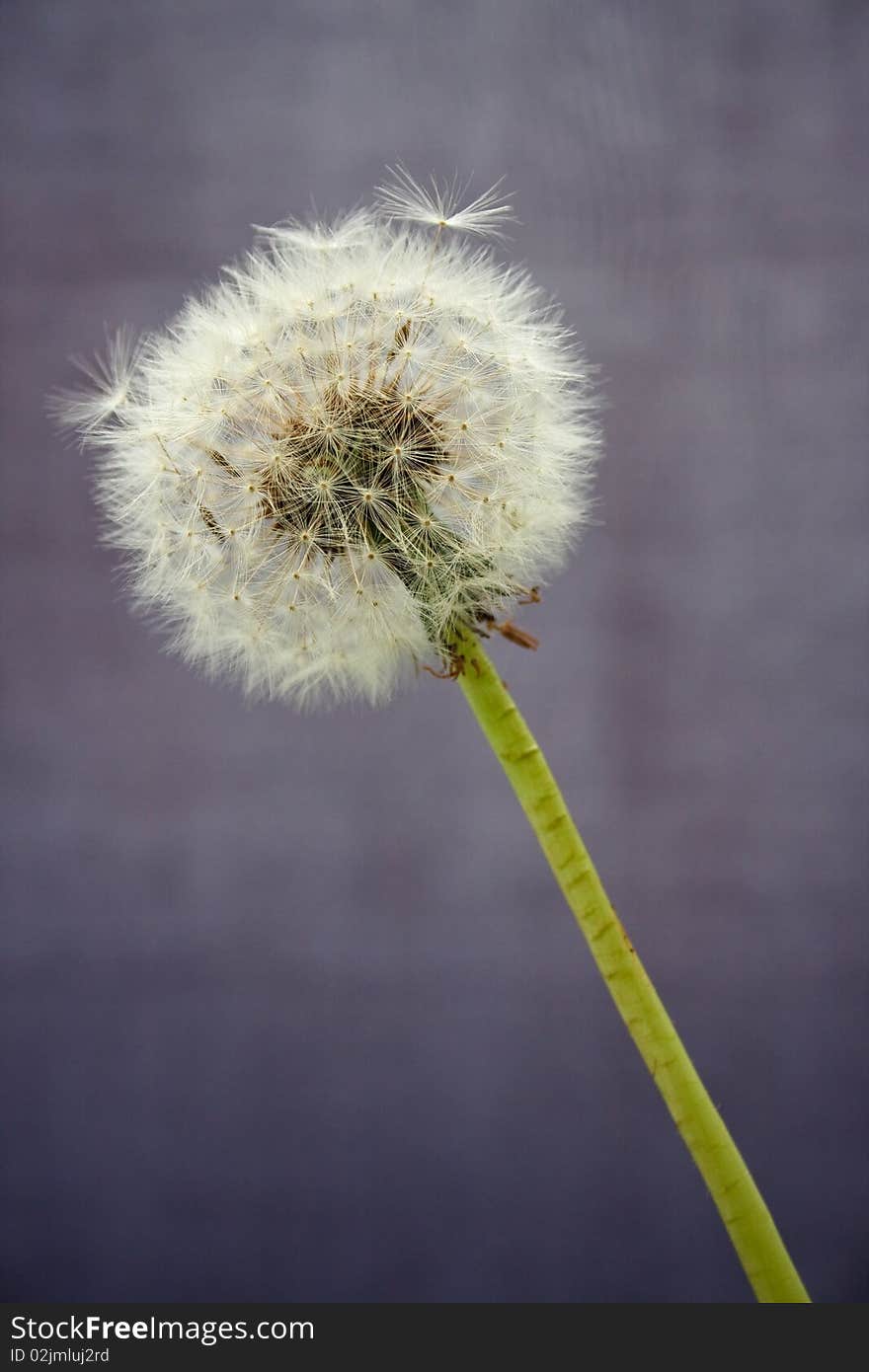 Dandelion Clock