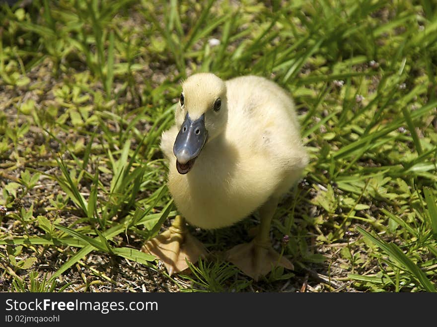 One duckling