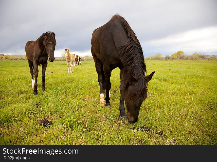 Horses in a field