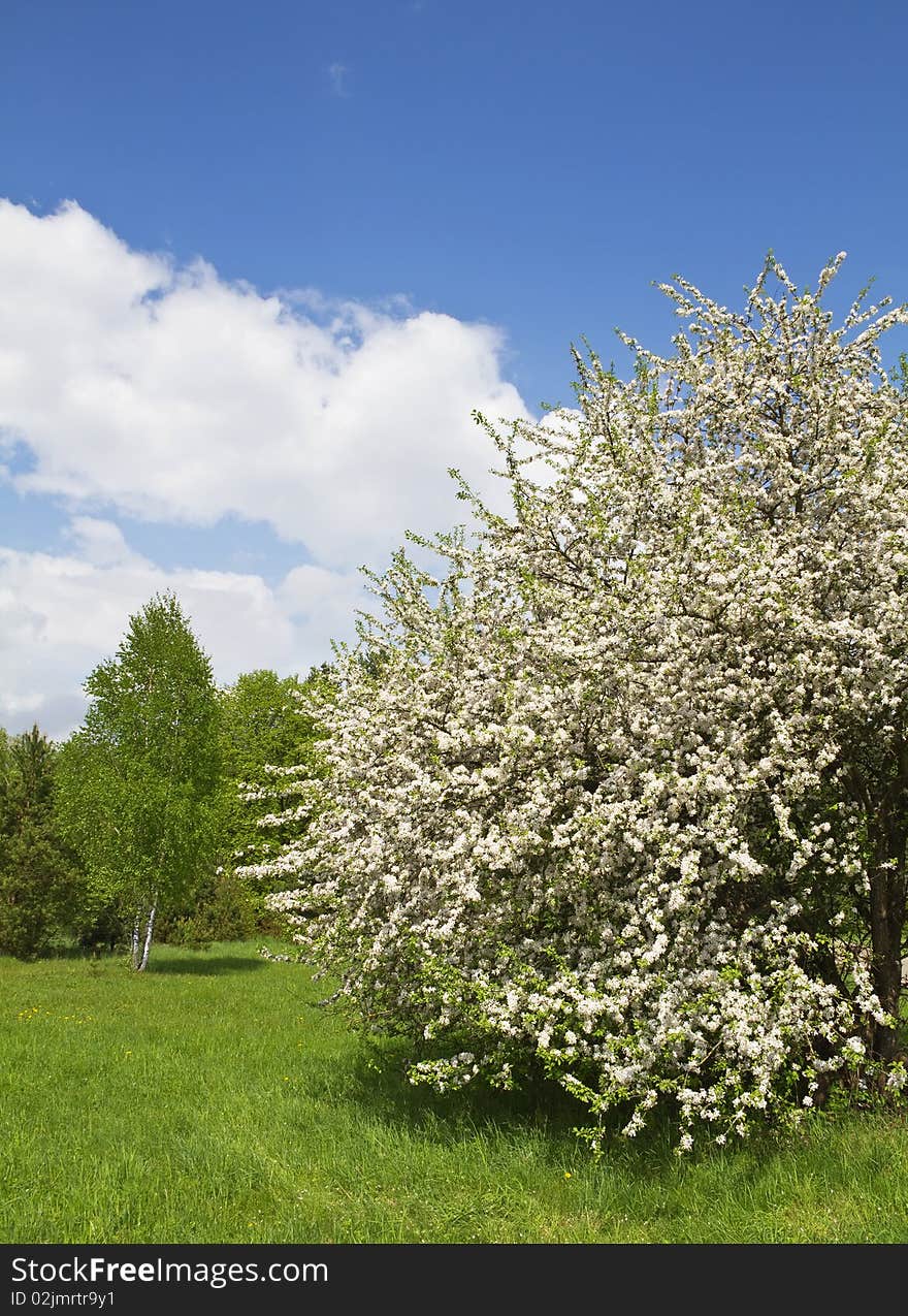 Blooming garden, green grass, blue sky