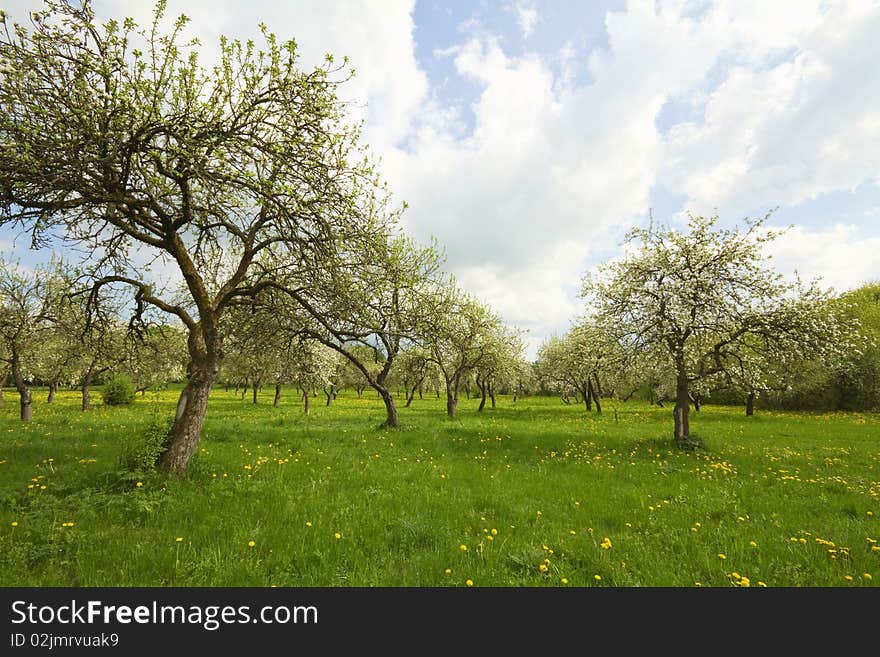 Blossoming orchard, green grass, dandelions