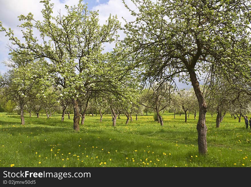 Blossoming orchard, green grass, dandelions