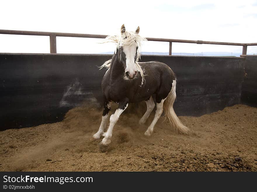 A black and white stallion in a pen. A black and white stallion in a pen