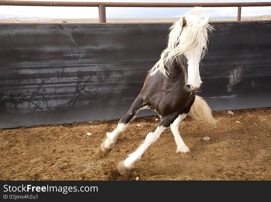 A black and white stallion in a pen. A black and white stallion in a pen