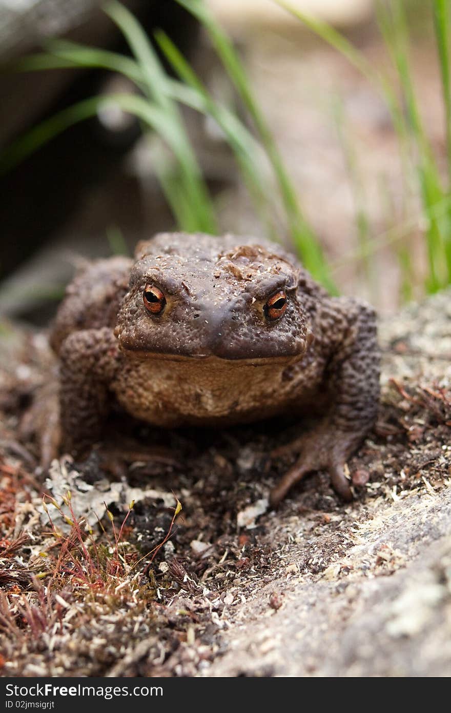 Close up of a frog. Close up of a frog.