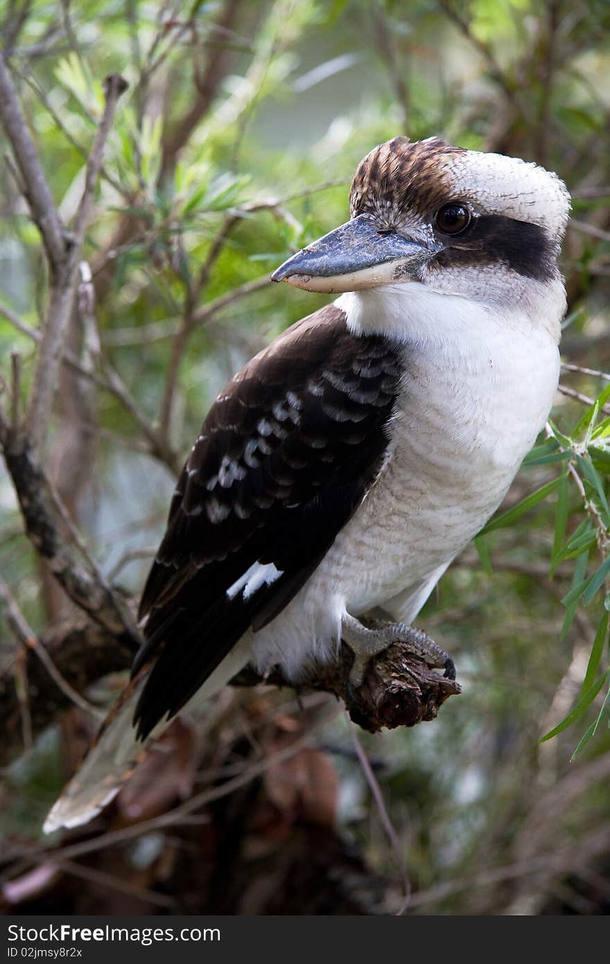 Kookaburra Bird Native Australian Wildlife