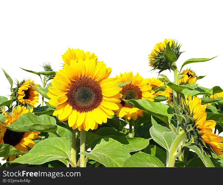 Sunflowers