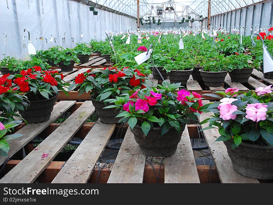Inside a large hothouse with multi colored hanging baskets of impatiens