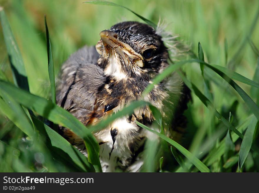 Baby bird that fell from the nest sitting in grass. Baby bird that fell from the nest sitting in grass.