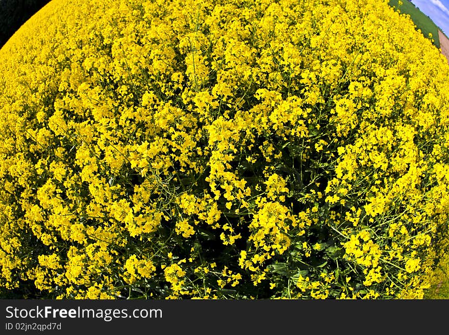 Yellow rape field in spring