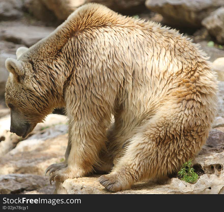 Grizzly bear sitting down at the zoo