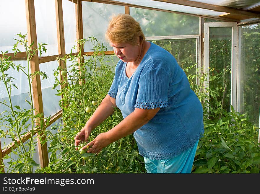 Smiling gardener in his greenhouse. Woman is working hard in a greenhouse. Smiling gardener showing his fresh tomatoes.