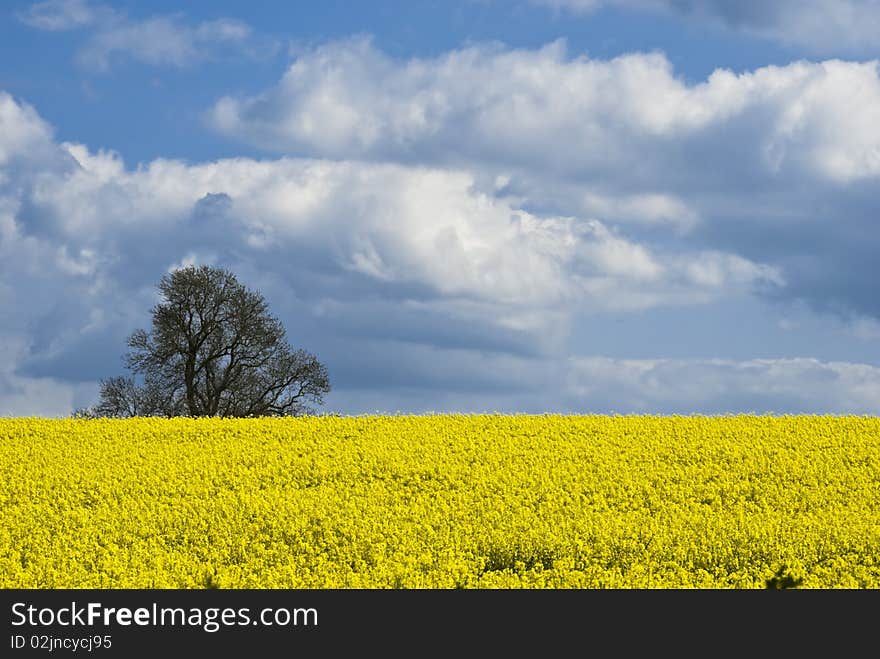 Rape Seed Crop 001