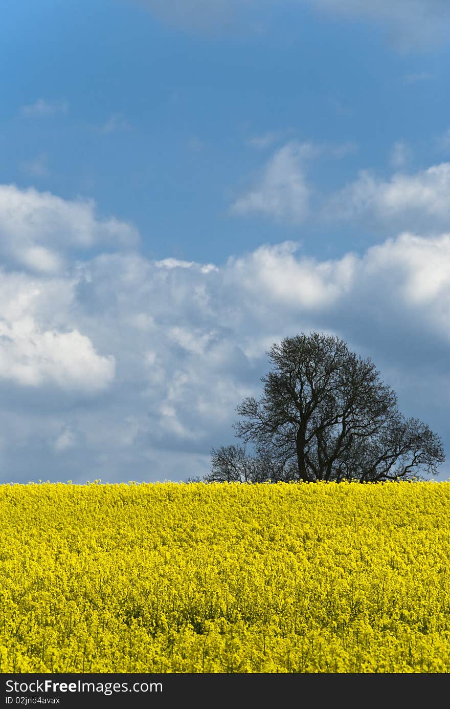 Rape Seed Crop 003