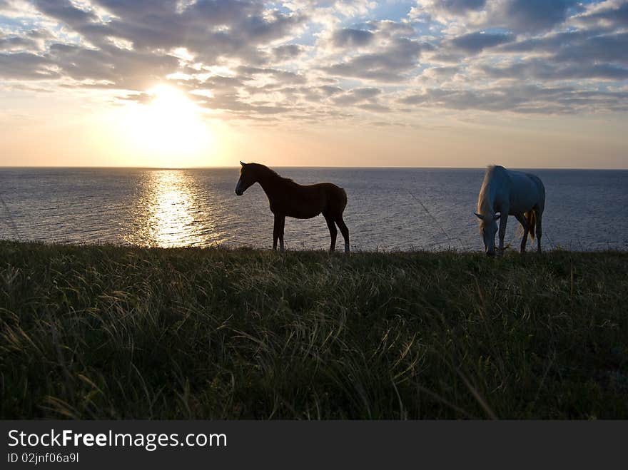 Two horses pasture in a meadow with a beautiful sunset in the background. Two horses pasture in a meadow with a beautiful sunset in the background