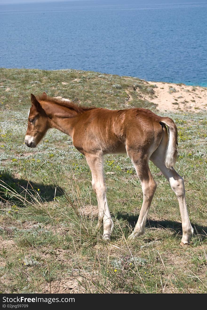 Small brown foal pasture in the green meadow