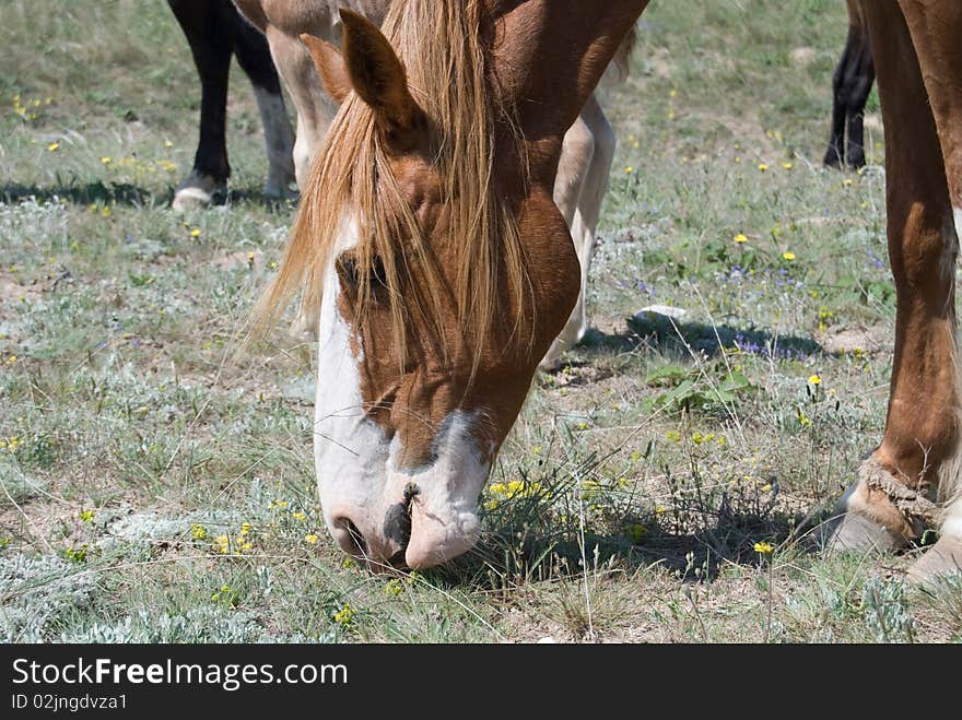 Horse Eating Grass