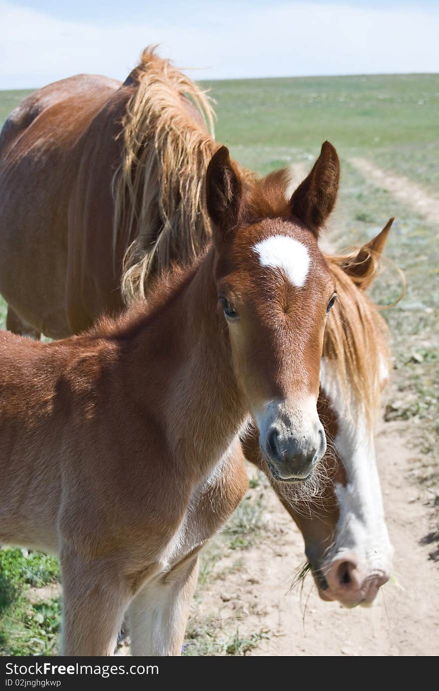 Brown Foal Staring At The Camera