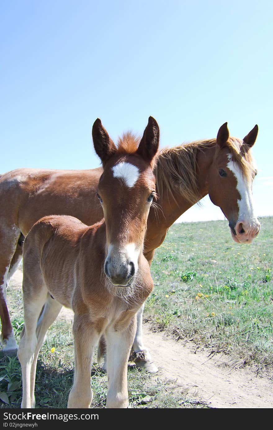 Brown Foal And Mare Staring At The Camera