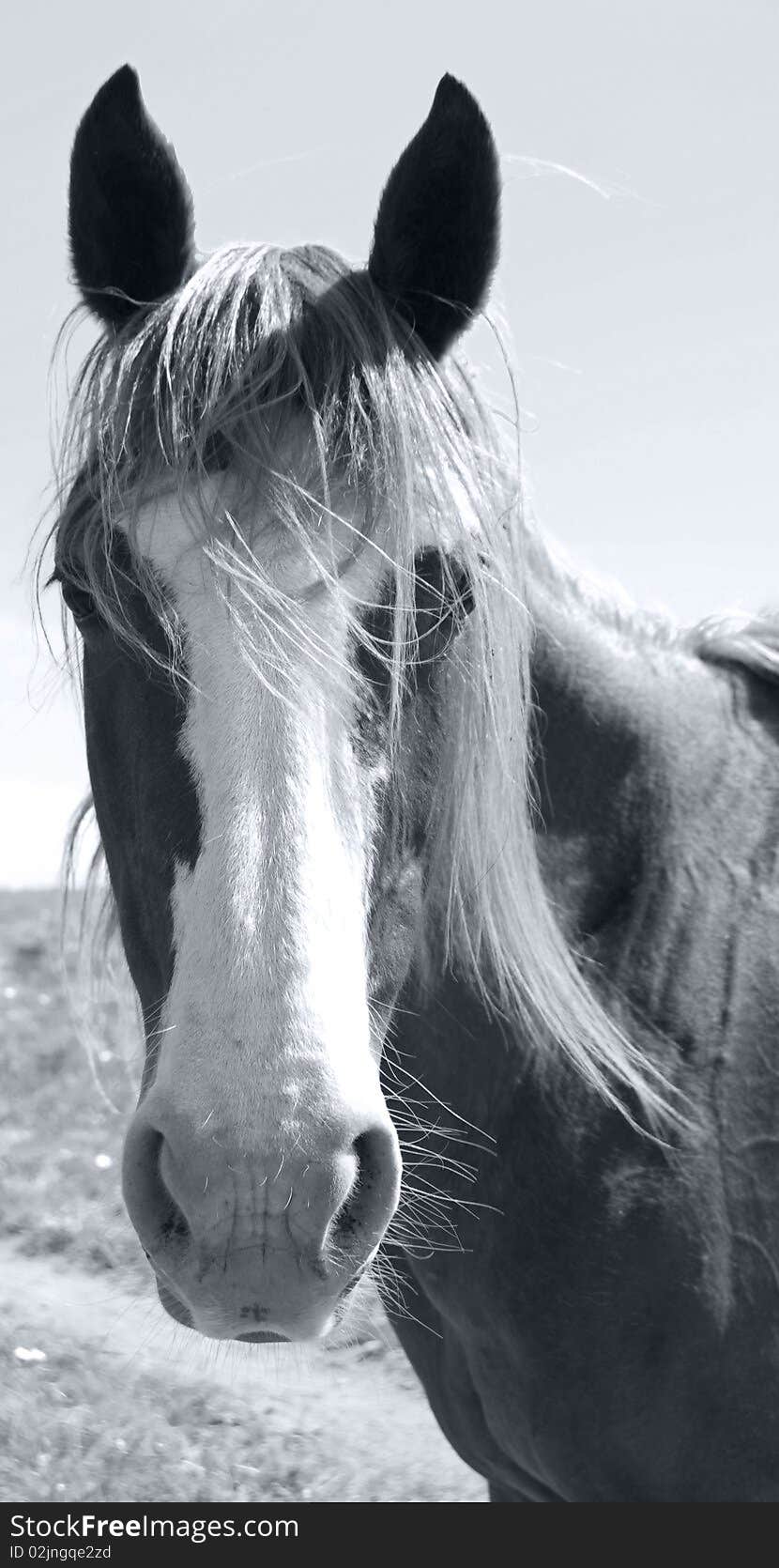 Black and white closeup portrait of a horse posing to camera