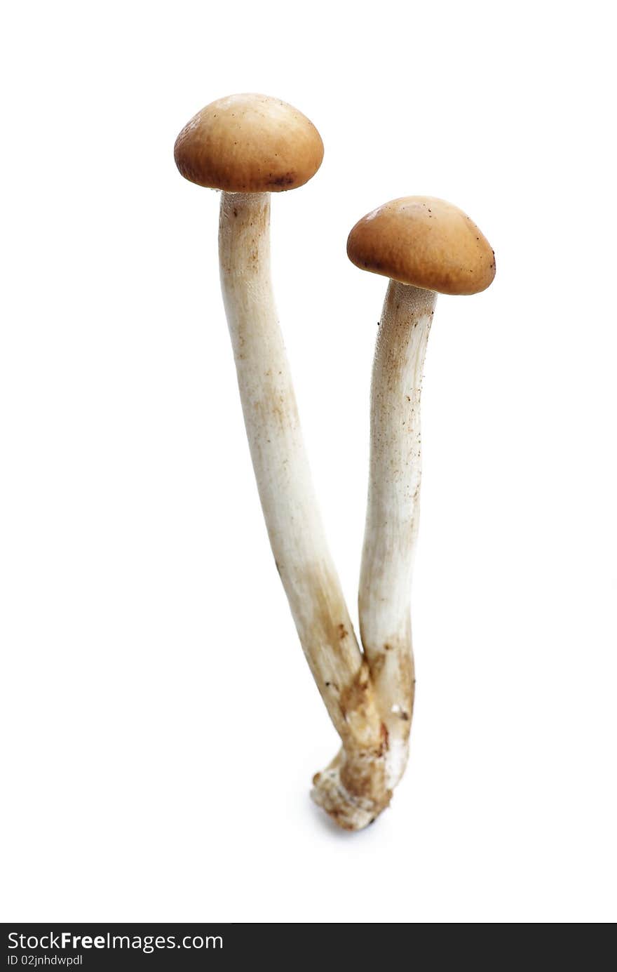 Champignons isolated