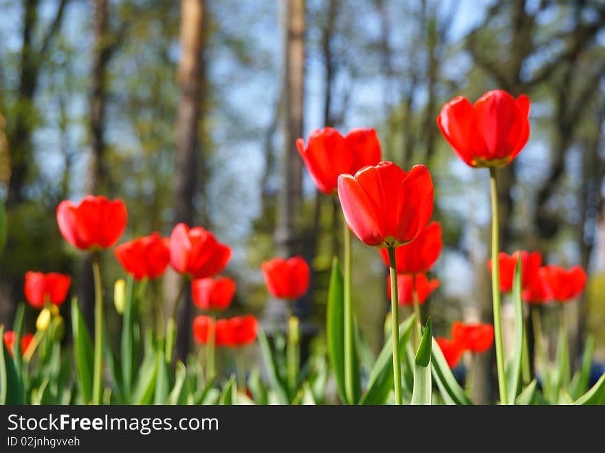 Three (much) red tulips on halitosis wet wood and light heel