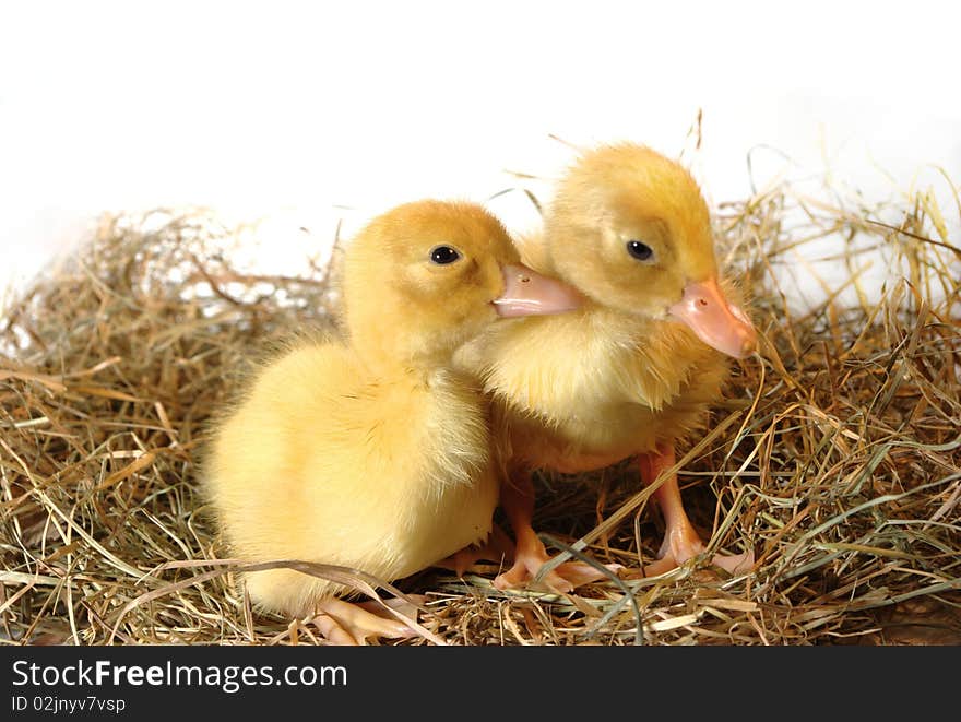 Two nestlings in nest on white background