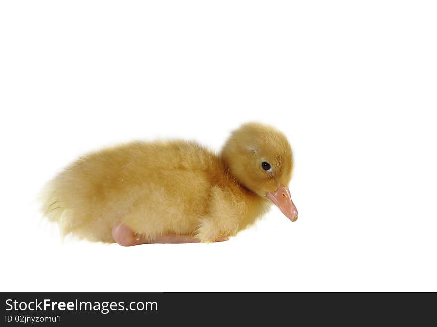 Small yellow duck on white background. Small yellow duck on white background