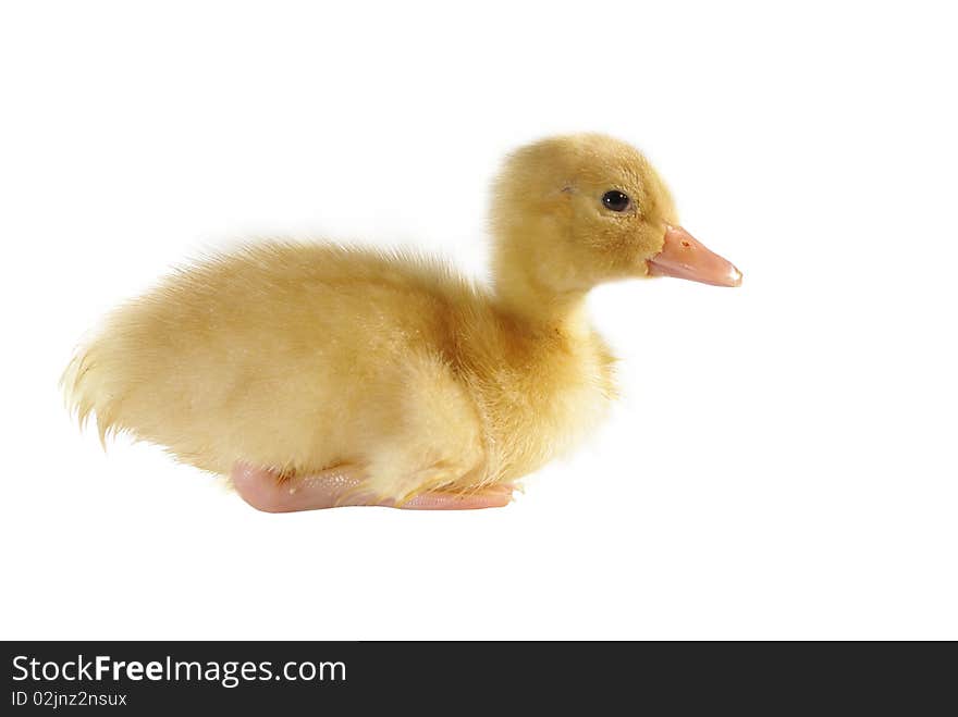 Small yellow duck on white background. Small yellow duck on white background