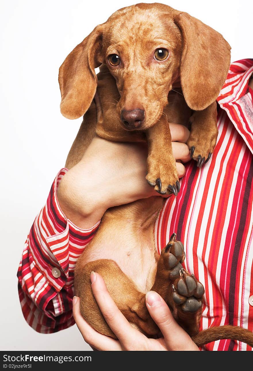 Studio portrait of a young charming woman holding a dachshund