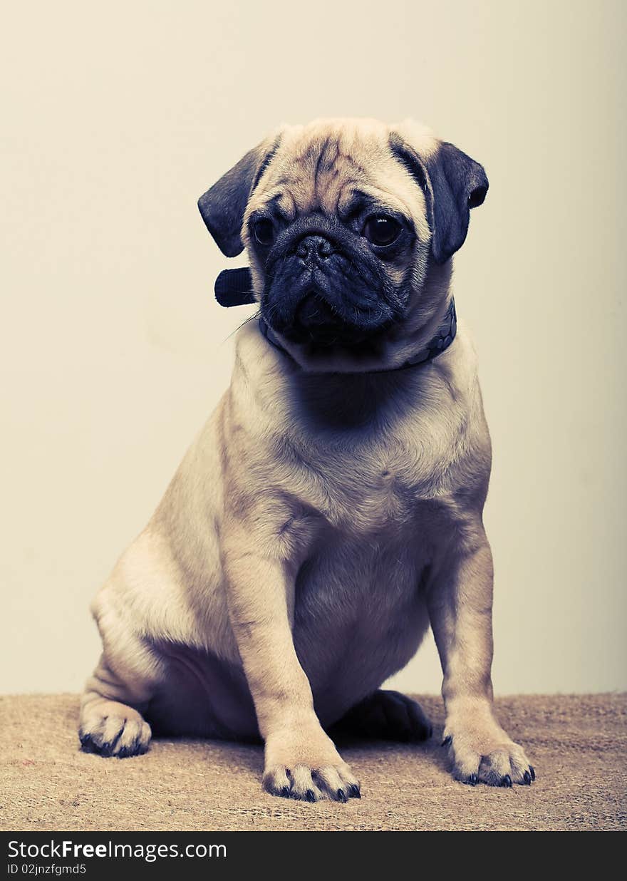 Puppy pug. Studio shot.