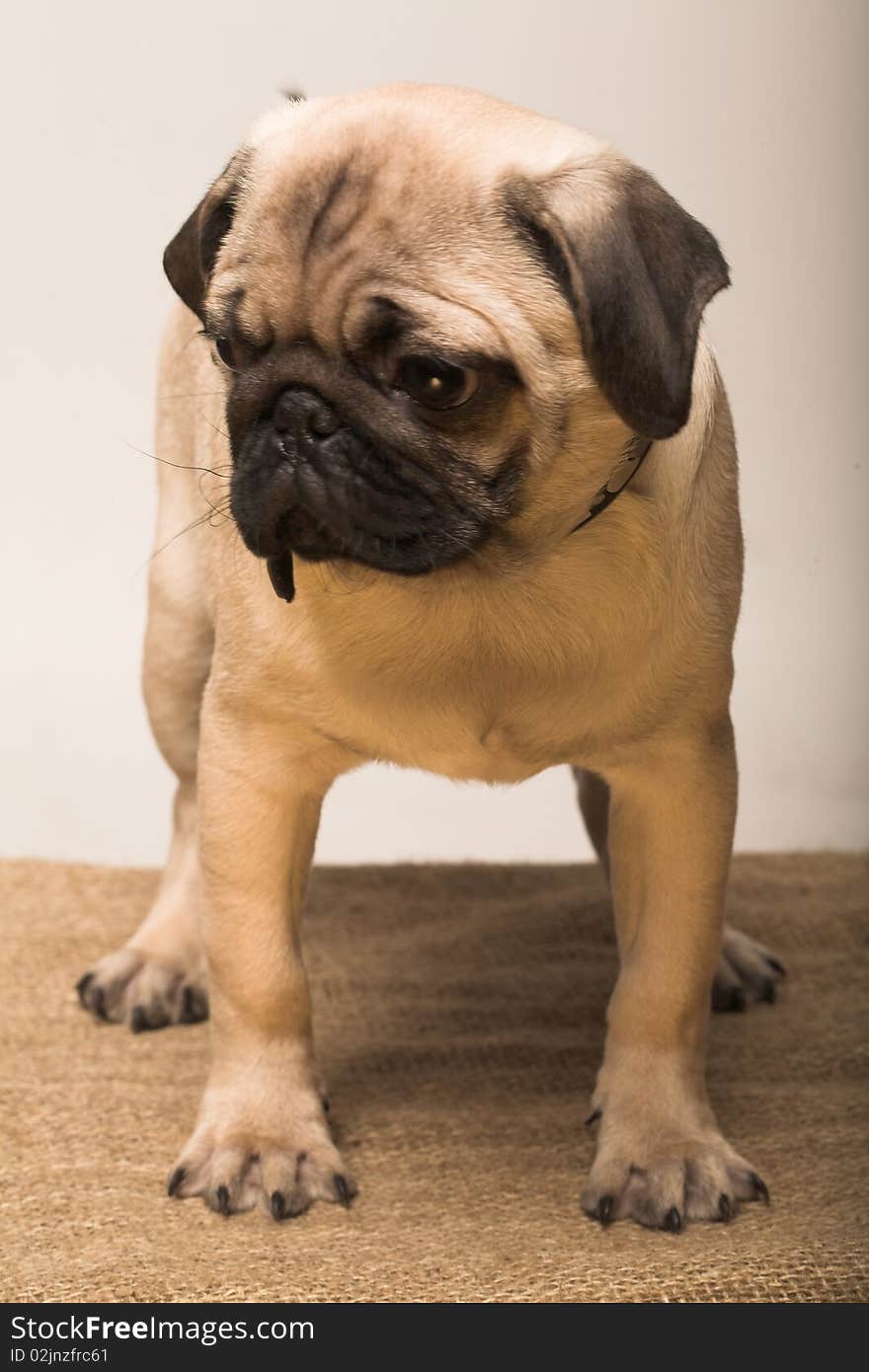 Little Puppy pug. Studio shot.