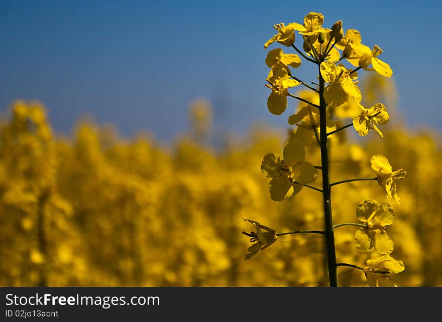 Rape Field