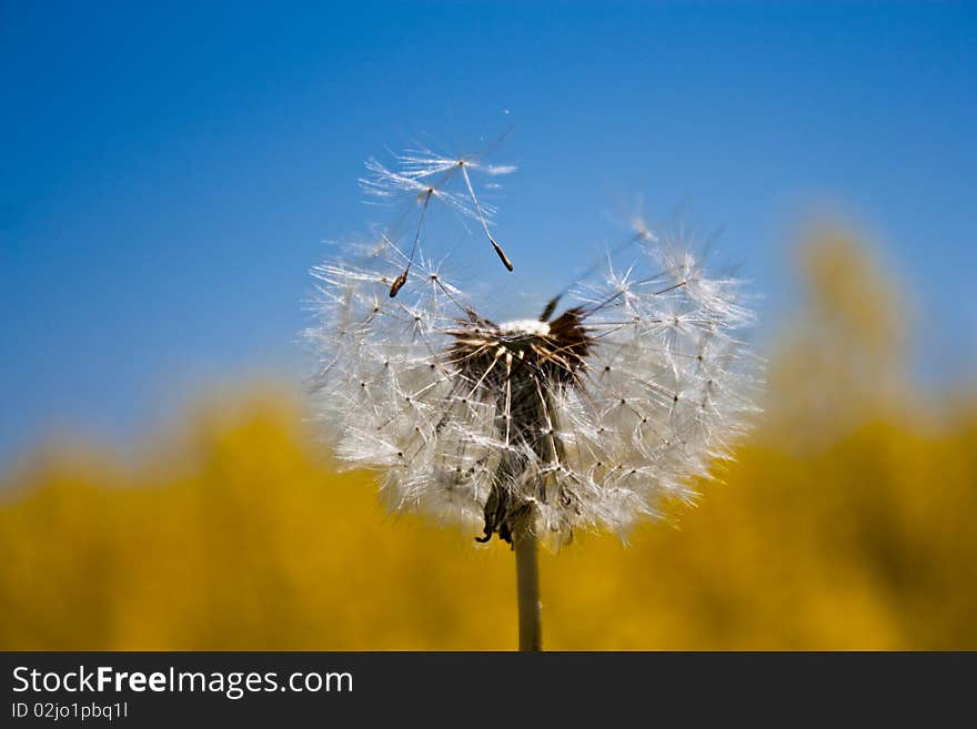 Dandelion in a field of rape in May