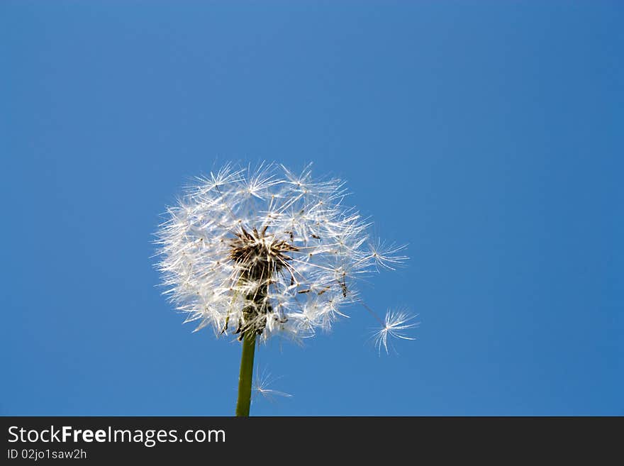 Dandelion in the blue sky in May