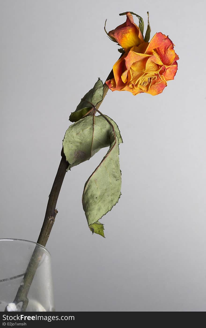 Dried rose flower with leafs over grey background. Dried rose flower with leafs over grey background