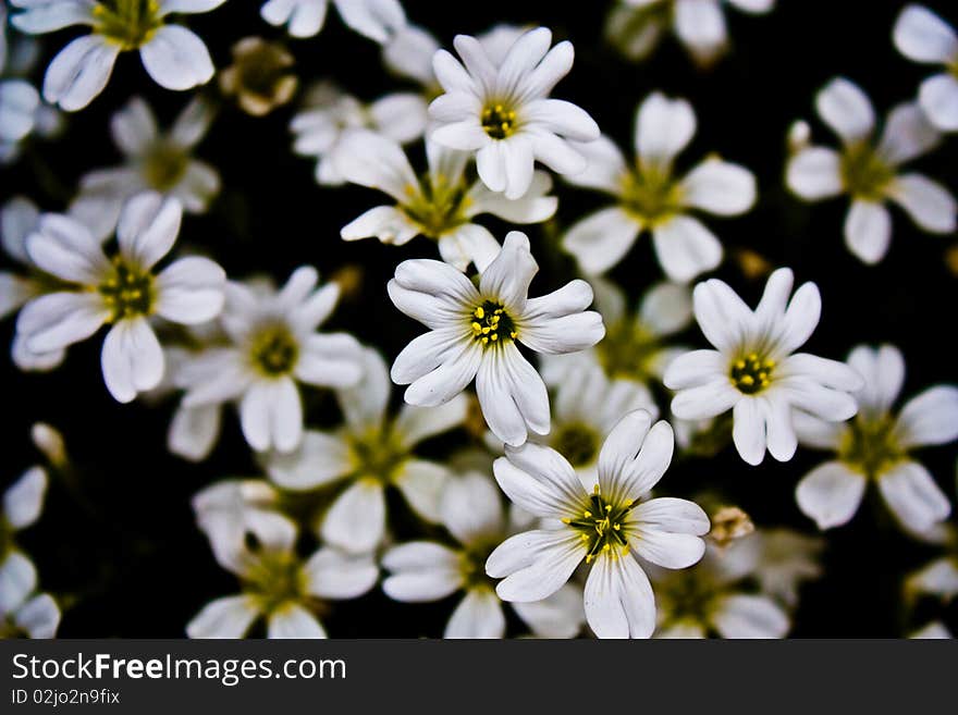 Garden shrub with white flowers